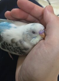 セキセイインコが わざと手に糞を落とすと思いますか きょう飼っているセ Yahoo 知恵袋