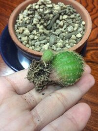 多肉植物やサボテンの植え替えの際 根を切ると言われていますが それはどう Yahoo 知恵袋