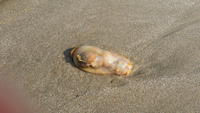 潮の引いた砂浜にぶよぶよのスライムみたいな透明の物体がありました あ Yahoo 知恵袋