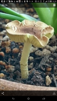 このキノコの名前は何ですか 観葉植物の鉢に生えました 昨日まで何も Yahoo 知恵袋