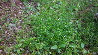芝生の中に雑草と思われる植物が出てくるのですが この植物の名前お分 Yahoo 知恵袋