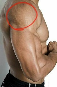 腕の付け根のあたりの筋肉は なんという名称なのでしょうか 写真の赤 Yahoo 知恵袋