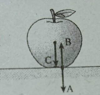 物理の問題について水平な机の上にりんごを置く りんごが受ける重力は Yahoo 知恵袋