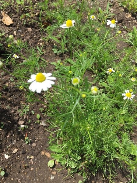 カモミール 似 てる 花