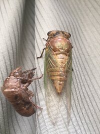 今朝 道路を歩いていたセミの幼虫を保護しました 昼間に無事羽化しま Yahoo 知恵袋