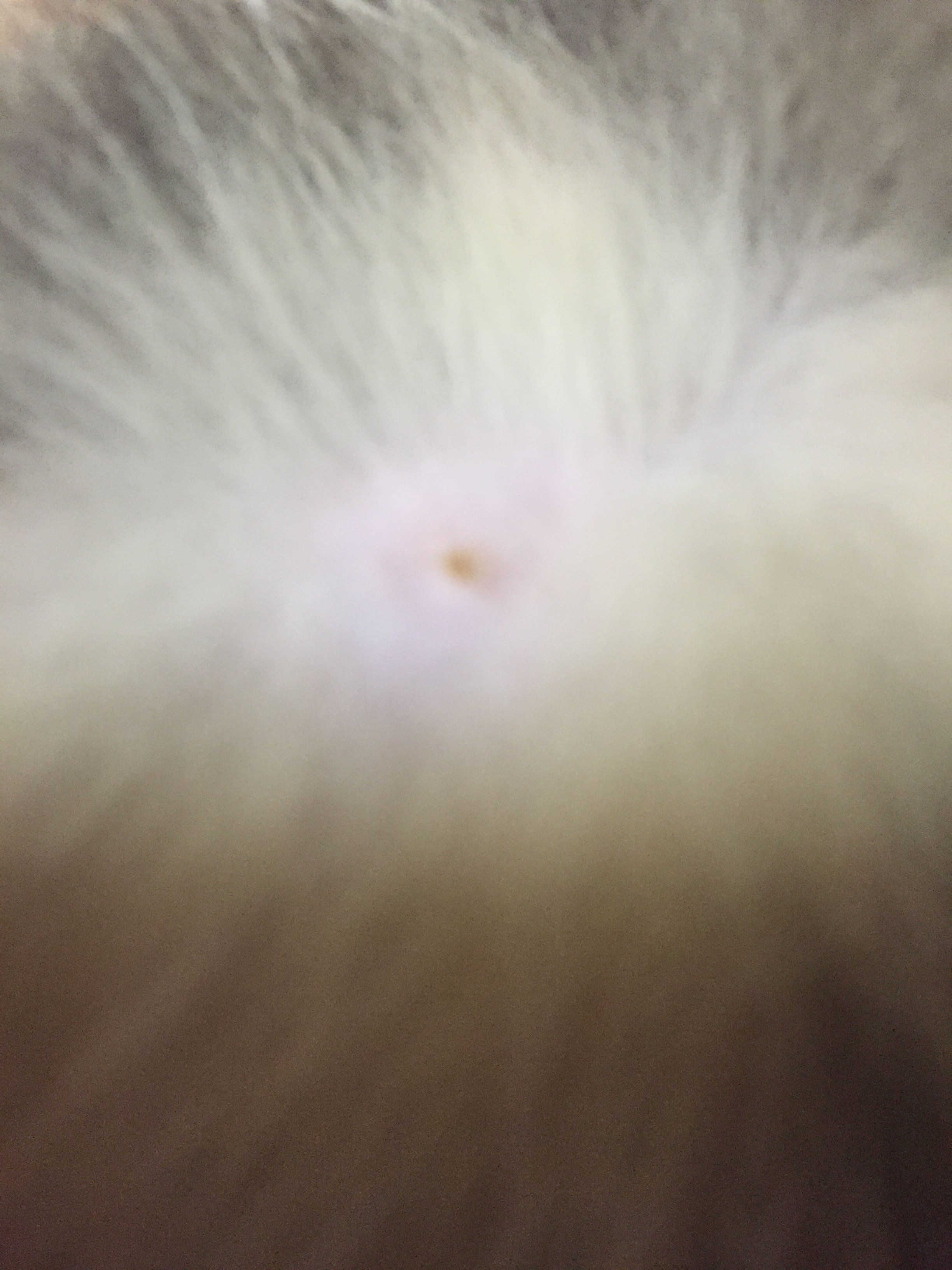 猫のお腹を触っていたら大きな角栓のような物を発見しました。 - 力を 