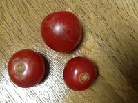 トマト ミニトマト に白いものがついていました カビ でしょうか こうい Yahoo 知恵袋