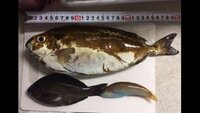 魚釣りで知らない魚が釣れたんですが 魚の種類がわからなくて困ってます Yahoo 知恵袋