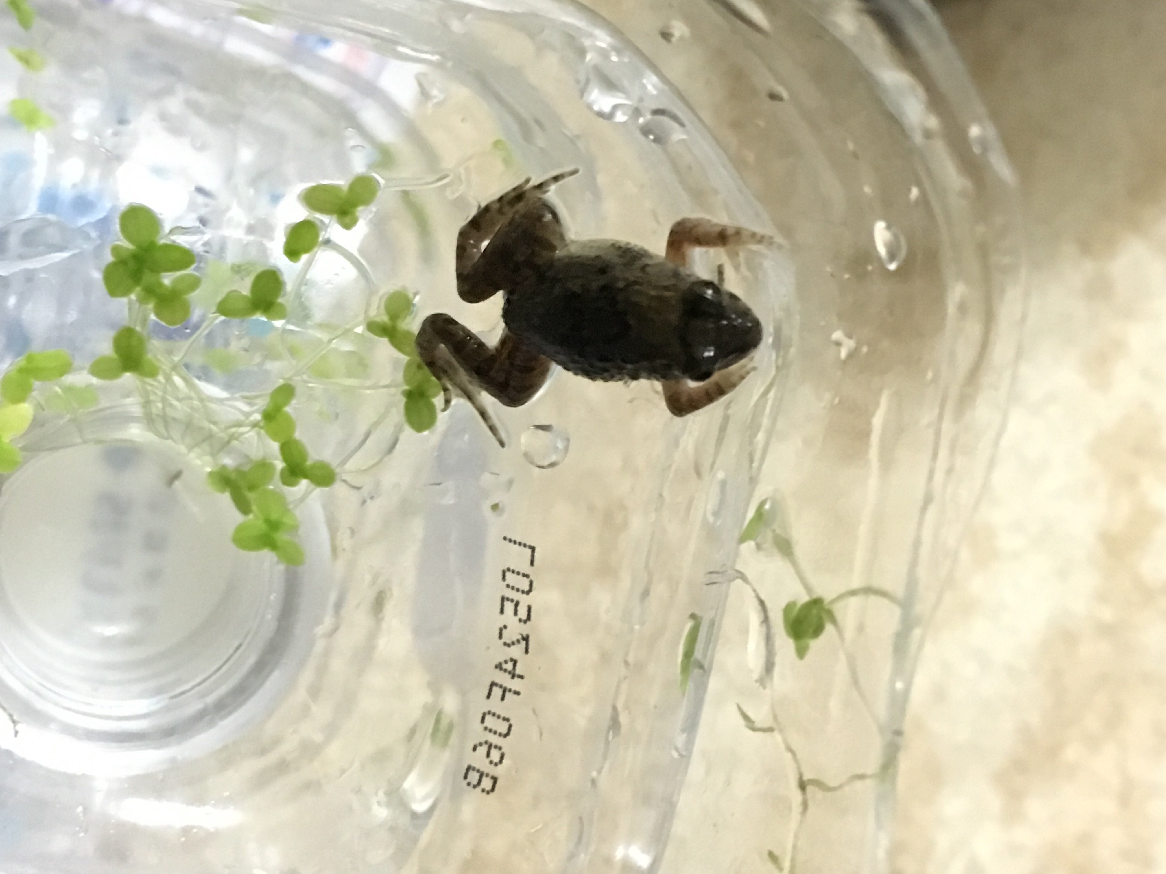 爬虫類 両生類 解決済みの質問 Yahoo 知恵袋