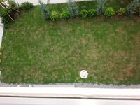 芝生がここ1週間くらい前から写真のように枯れてきてしまいました スミソン Yahoo 知恵袋