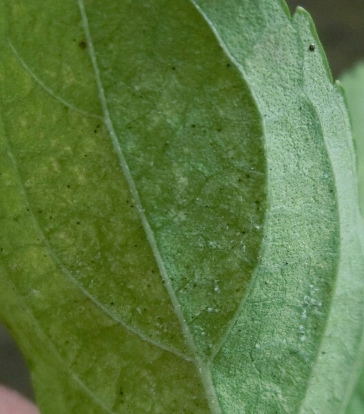 これはハダニですか？ - ムラサキシキブの葉の裏についていました 