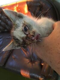 エンジンルームに猫を巻き込み死なせてしまいました 飼い主に訴えられた場合 Yahoo 知恵袋