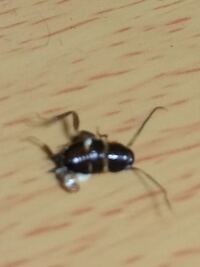 この虫はなんて種類ですか ゴキブリ 黒いボディに白い線が背中に二本 Yahoo 知恵袋
