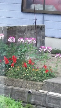 今咲いている背の高いピンク色の花の名前教えて下さい 畑でも庭先でも方 Yahoo 知恵袋