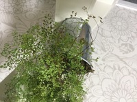 観葉植物のアジアンタムに元気がありません 2週間ほど前に花屋さんで購入したの Yahoo 知恵袋