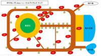 ポケモンサンムーン 技思い出しのおばさんがカプの村のポケモンセンター Yahoo 知恵袋