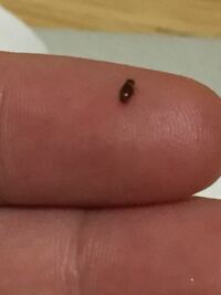 すごい小さい虫で飛ぶ虫です これはどーゆー虫ですか いても大丈夫なんで Yahoo 知恵袋