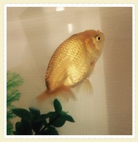 この金魚 金色 の種類はなんですか 先日 田んぼで金色の金魚を見つけました Yahoo 知恵袋