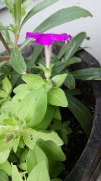 ペチュニアなのですが お花が部分的に色あせし虫食いのように穴があきます 虫はい Yahoo 知恵袋