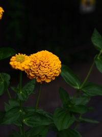 これは何の花でしょうか パッと見 菊かダリアに見えましたが 葉っぱ Yahoo 知恵袋