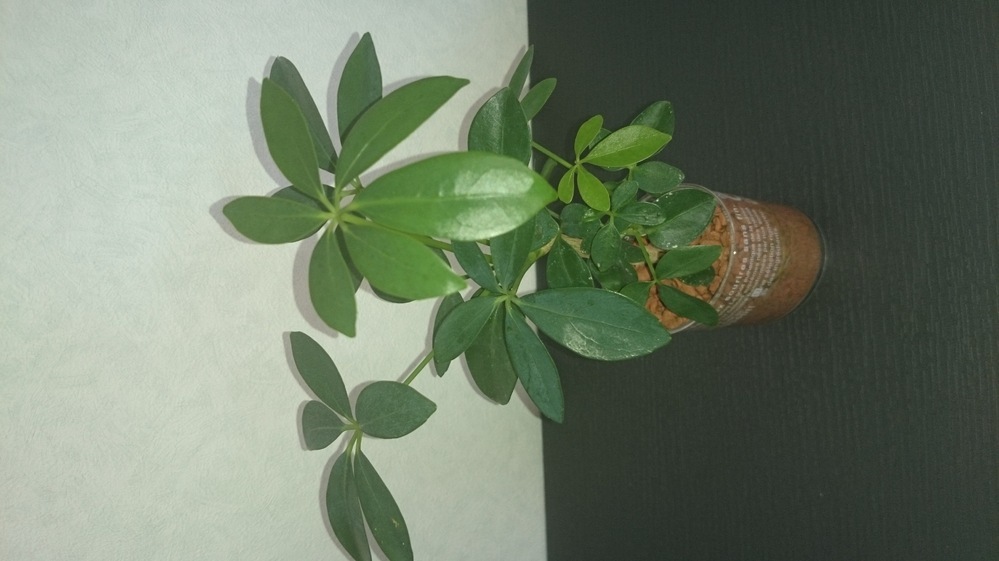 観葉植物を買ったのですが、これはパキラでしょうか？それともカポック