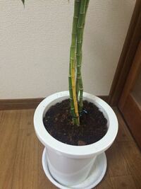 観葉植物の ミリオンバンブー 俗名 枯れる原因は 何でしょうか 過去に Yahoo 知恵袋