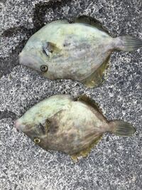 この魚はカワハギでしょうか あれこれしている間に 血抜きが出来ずに動か Yahoo 知恵袋