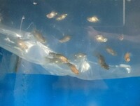 画像の稚魚金魚は奇形？

金魚は東海錦の稚魚です。

背曲がりの様な感じで、ダルマめだか？みたいな稚魚達ですが、奇形なのでしょうか？

東海錦稚魚はこれが普通なのでしょうか？ 