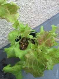 レタスって単子葉類ですか 双子葉類ですか 双子葉類 Yahoo 知恵袋