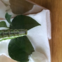 青虫を育てているけど 育て方がわかりません 教えてください ちな Yahoo 知恵袋