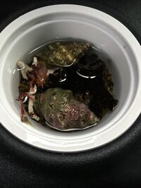 今日 ニシ貝 を海で捕まえました 食べるのではなく 飼育してみたいので Yahoo 知恵袋