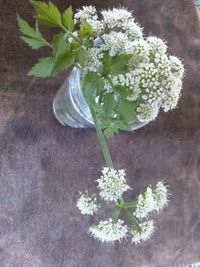 パクチーって ずばりドクダミの臭いなのに 調理すると似てない草になるん Yahoo 知恵袋