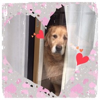 青森ひばの犬の皮膚炎に対する効果って凄くないですか 青 Yahoo 知恵袋