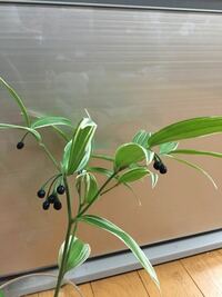 笹のような葉に黒い実のついたこの植物は何ですか ホウチャクソ Yahoo 知恵袋