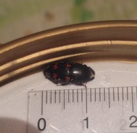 この虫何ですか クワガタみたいだけどてんとう虫みたいな柄があります Yahoo 知恵袋