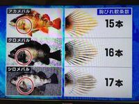 尺メバル尺カサゴになるに何年かかりますか メバルやカサゴの寿命も Yahoo 知恵袋