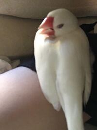 至急 文鳥が変な姿勢で寝ています 画像のように頭を下にし Yahoo 知恵袋