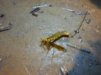 胴が長い蜂みたいなのを見つけました 庭で胴が長い蜂の様な虫を見つけ Yahoo 知恵袋