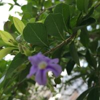 沖縄によく咲いている木について質問です 道端や民家の植木など Yahoo 知恵袋