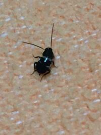 部屋にゴキブリの子供の様な虫を発見しました これはゴキブリの子供な Yahoo 知恵袋