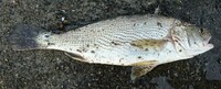 魚の名前について このグーグー鳴くのは何という魚ですか また 美味 Yahoo 知恵袋