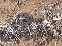 芦原妃名子さんの漫画pieceの最終巻についての質問です 10巻で最終回を Yahoo 知恵袋