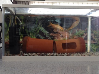 金魚の水槽の濾過器を迷っています 17l 45 17 25細長い水槽です で Yahoo 知恵袋