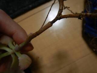 子宝草を根腐れさせてしまいました 土は家庭菜園用から観葉植物用に変えました Yahoo 知恵袋