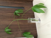 パキラを増やすのに50センチの茎 枝 は長いですか 鉢植えのパキラが成長し Yahoo 知恵袋