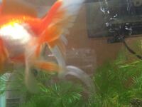 金魚の尾びれの真ん中に白い線があります 尾腐れ病でしょ Yahoo 知恵袋