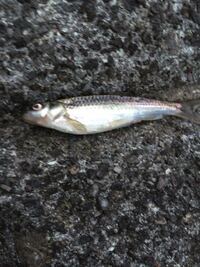 多摩川中流でミミズ餌で釣れた魚です この魚は何でしょうか また 食べられます Yahoo 知恵袋