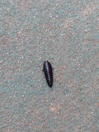 この虫 プールのところにいたんですが なんていう虫でしょうか ダンゴムシ Yahoo 知恵袋