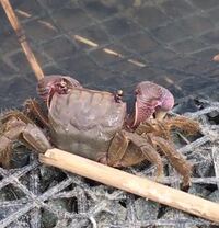 ハゼを調理する時 みなさんは 釣ってきた 生きてるハゼ をそのま Yahoo 知恵袋