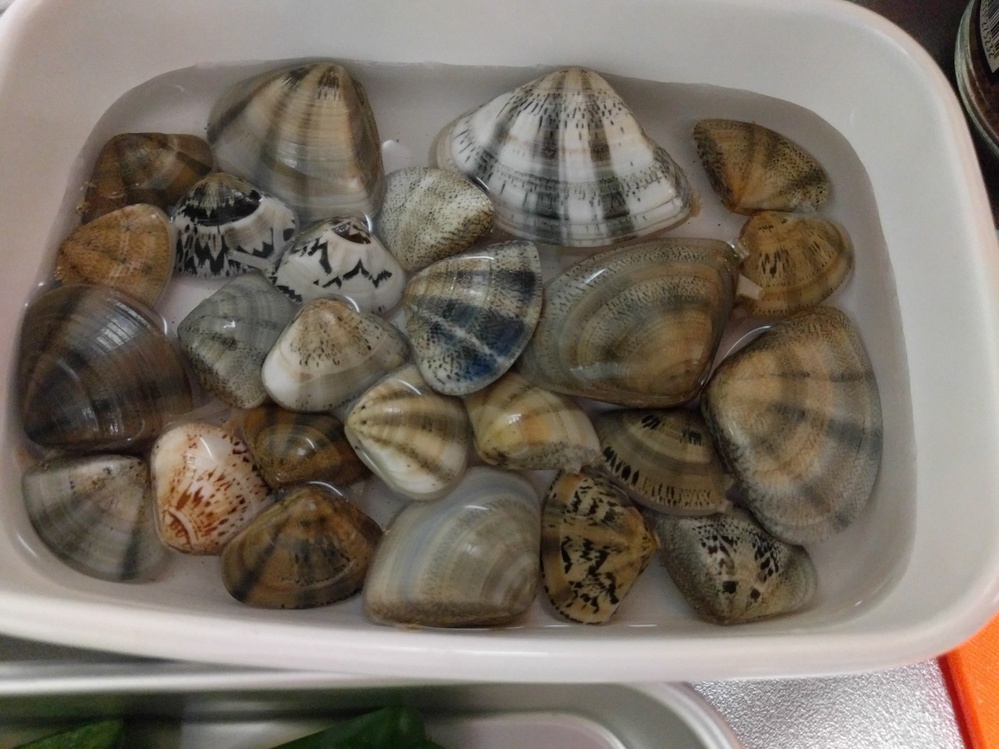 今日海でたくさんの貝を拾いましたが、食べられるのか種類は何なのか
